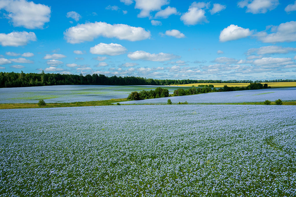 Blooming linen field with blue flax flowers