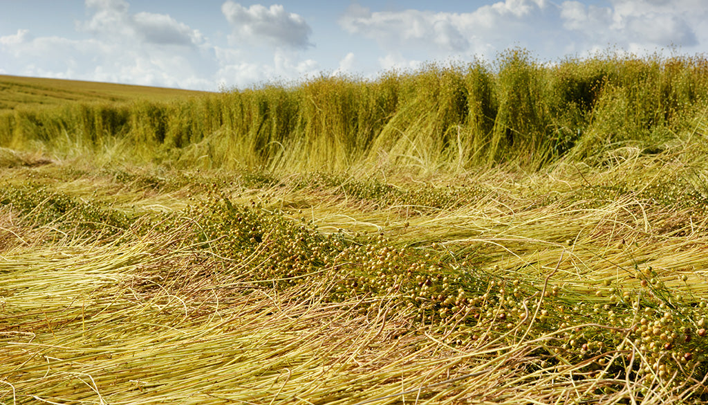 Harvested flax plants drying in a golden field