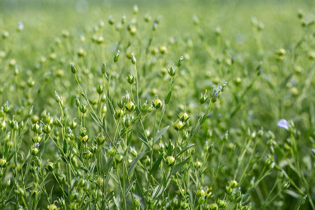 Close-up of green flax seed pods growing in a field
