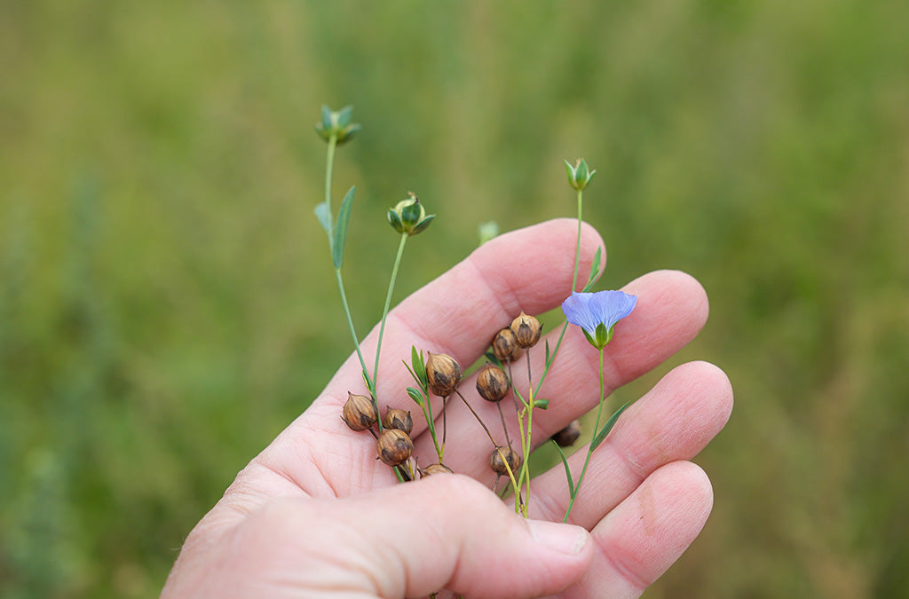 Close-up of a hand holding flax seed pods and a small blue flax flower