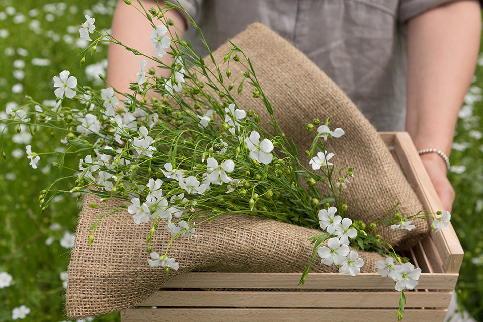 Flax flowers in a rustic basket symbolizing natural linen origins