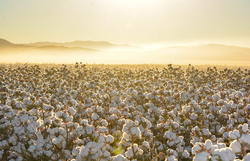 Cotton field at sunrise with fully bloomed cotton plants