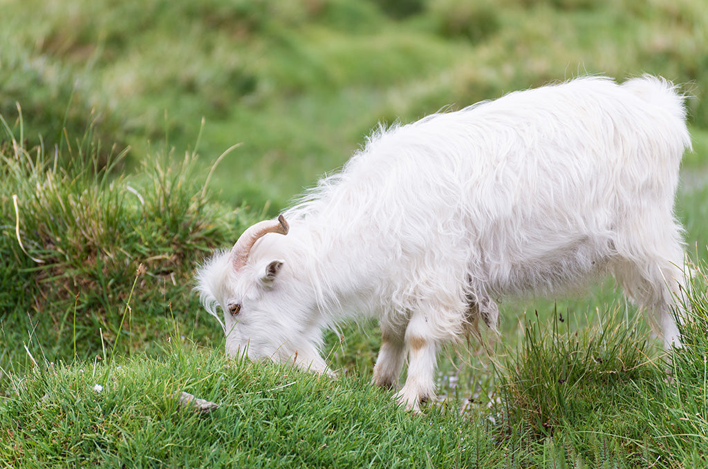 Pashmina goat grazing in the high-altitude pastures of the Himalayas