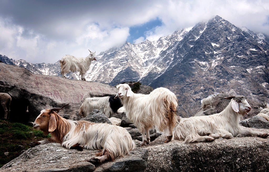 A herd of long-haired Pashmina goats 