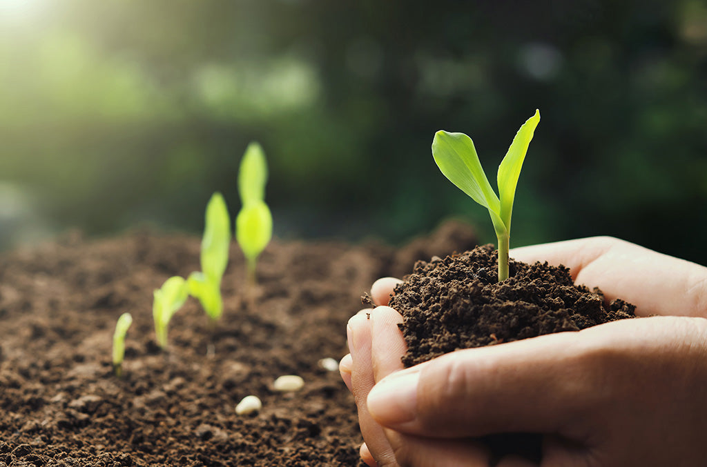 Hands holding a young green seedling growing in soil, symbolizing sustainable growth