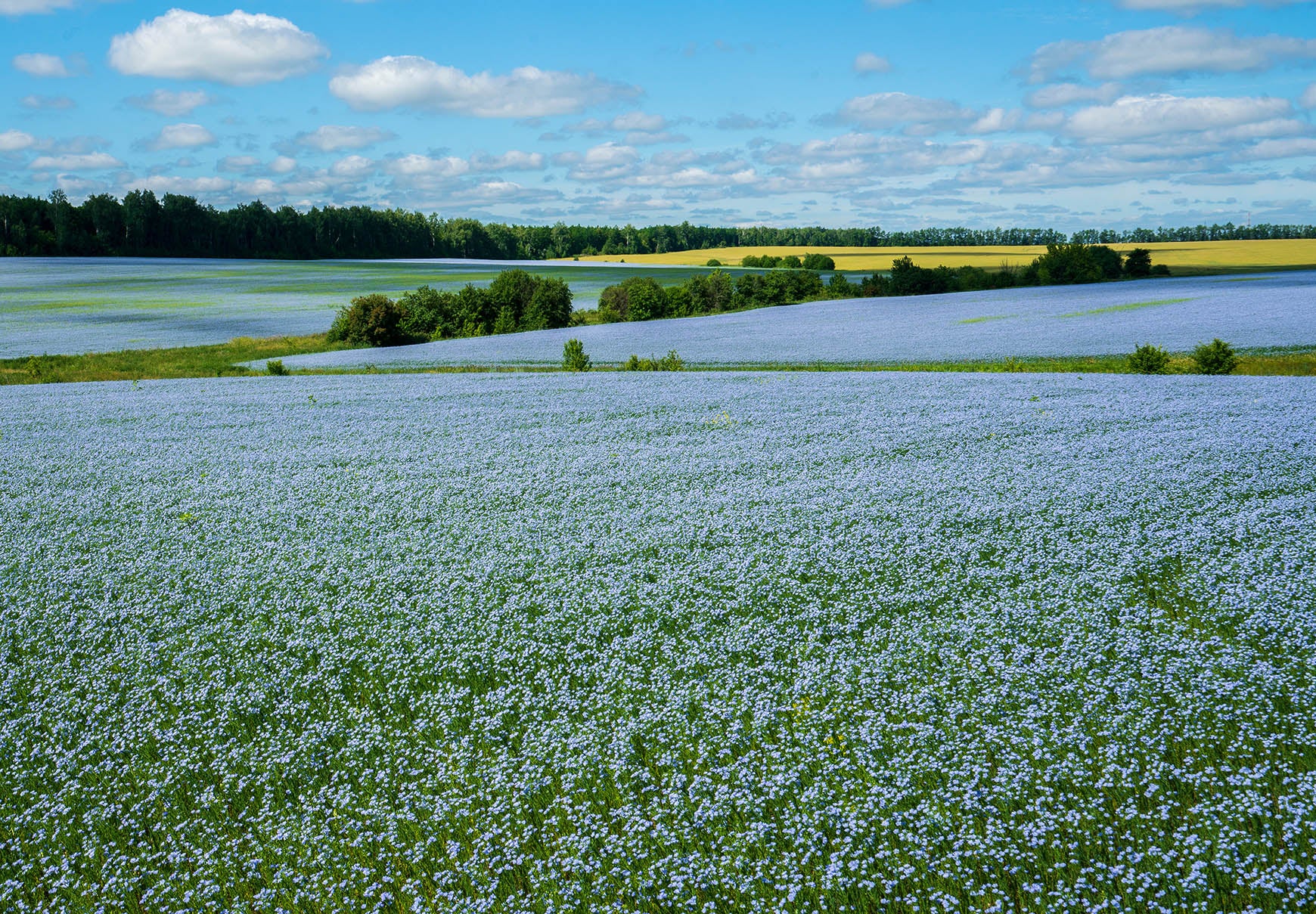 blooming flax plants in Belgium farm