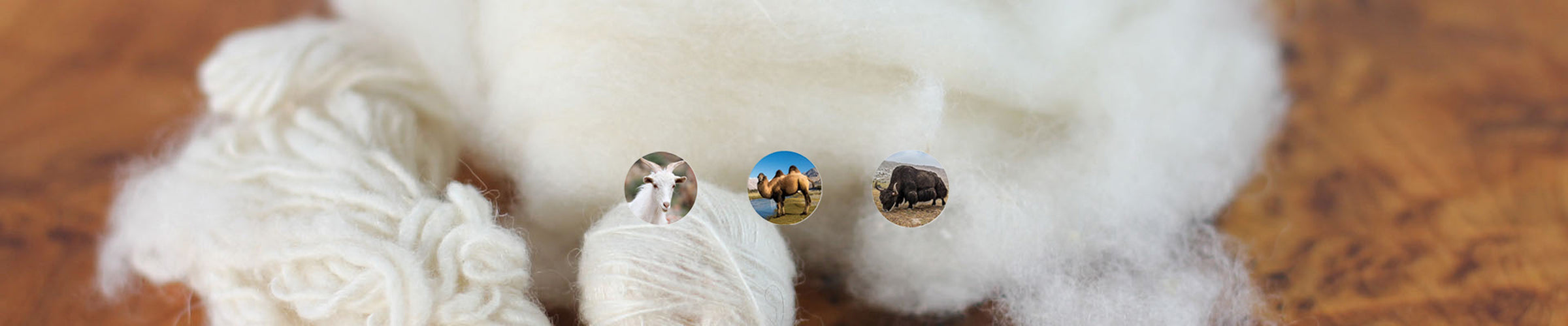 Raw pashmina cashmere wool from Ladakh