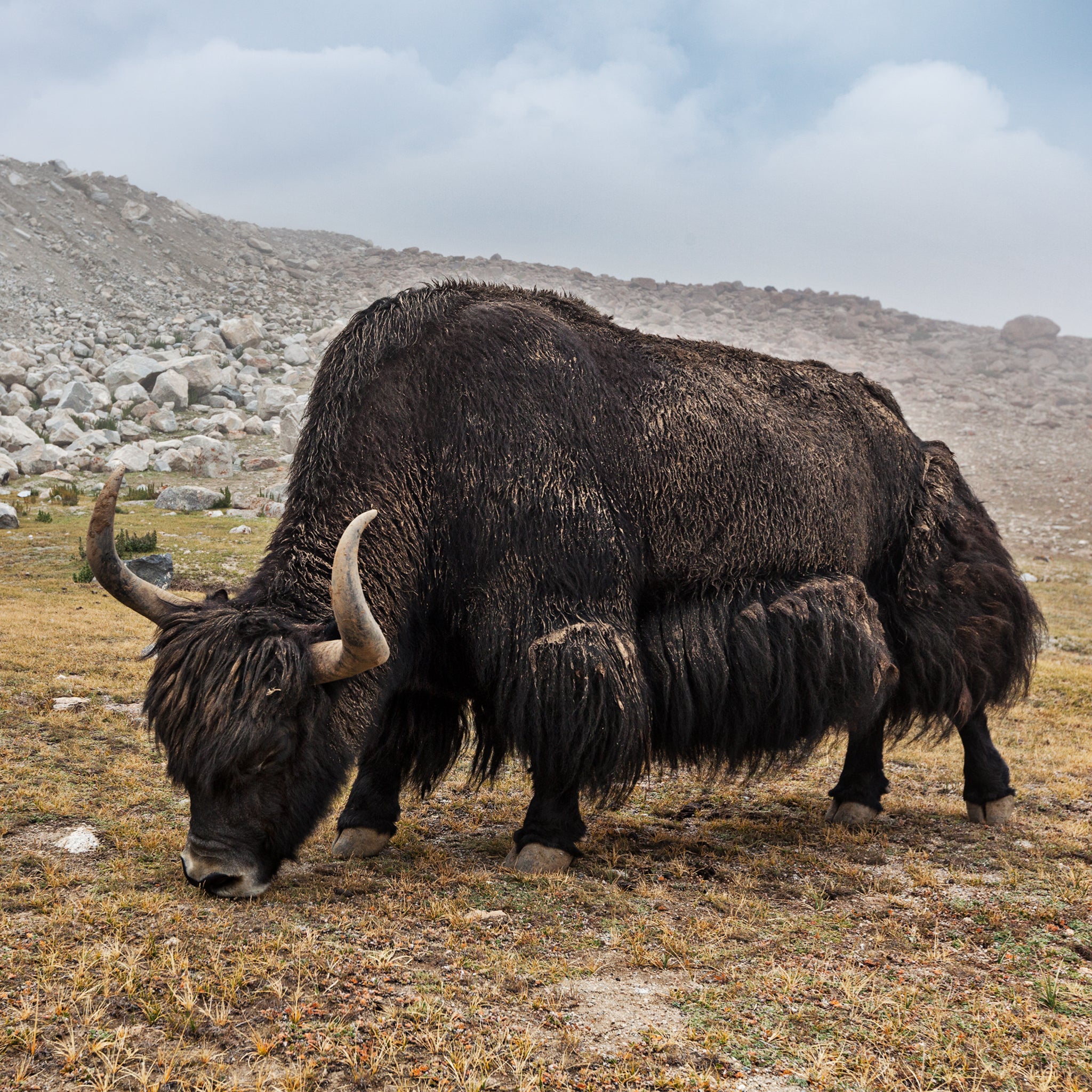 yak ladakh himalayas