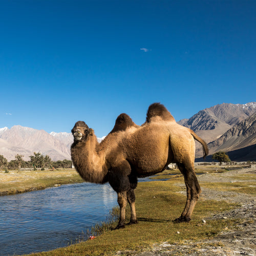 double-hump Bactrian camel